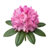 Rhododendron