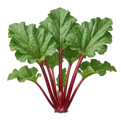 Rhubarbe