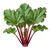 Rhubarbe
