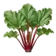 Rhubarbe