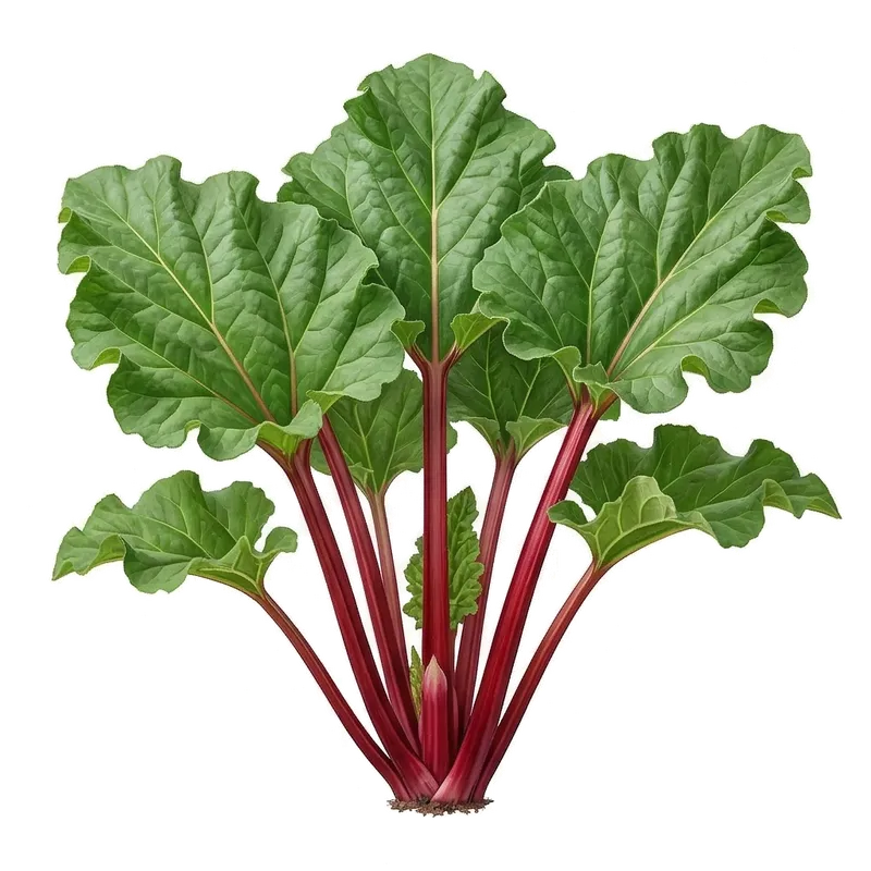 Illustration : Rhubarbe