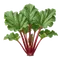 Rhubarbe