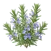 Romarin