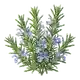 Romarin