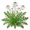 Roquette
