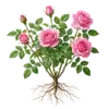 Rosier Buisson