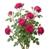 Rosier Grimpant