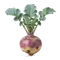 Rutabaga