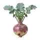 Rutabaga