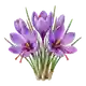 Crocus à Safran