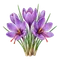 Crocus à Safran