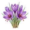 Crocus à Safran