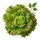 Batavia