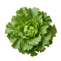 Escarole