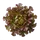 Feuille de Chêne Rouge