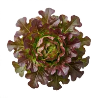 Feuille de Chêne Rouge