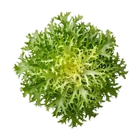 Frisée