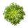 Frisée