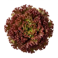 Lollo Rossa