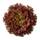 Lollo Rossa
