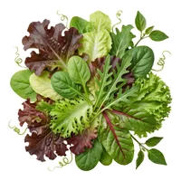 Salade