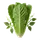 Romaine