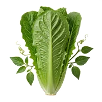 Romaine