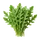 Roquette