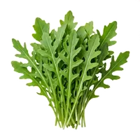 Roquette