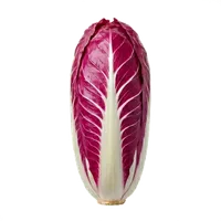 Trévise (Radicchio)