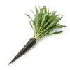 Salsifis