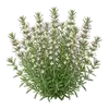 Sarriette