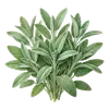 Sauge Officinale