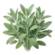 Sauge Officinale