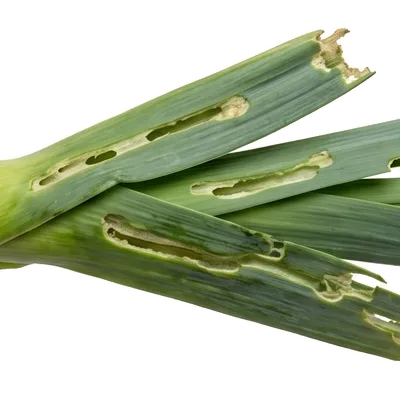 Teigne du Poireau (Ver)