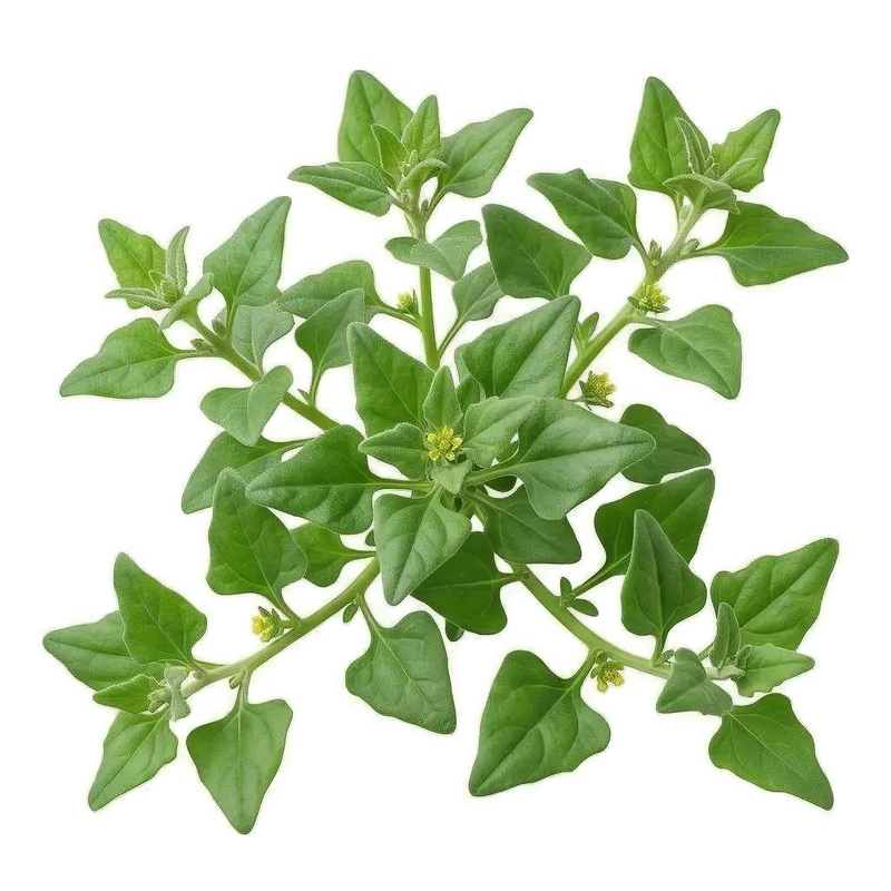 Illustration : Tétragone Cornue