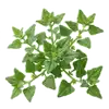 Tétragone Cornue