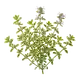 Thym Citron