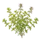Thym Citron