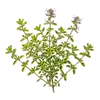 Thym Citron