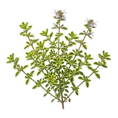 Thym Citron