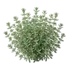 Thym Commun