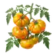 Tomate Ananas