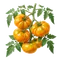 Tomate Ananas