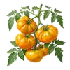 Tomate Ananas
