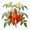 Tomate Andine Cornue