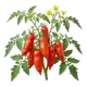 Tomate Andine Cornue
