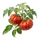 Beefsteak