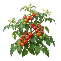 Tomate Cerise