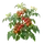 Tomate Cerise